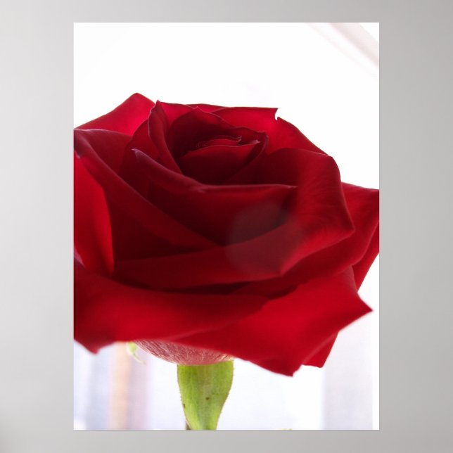 Poster Rose rouge (Devant)