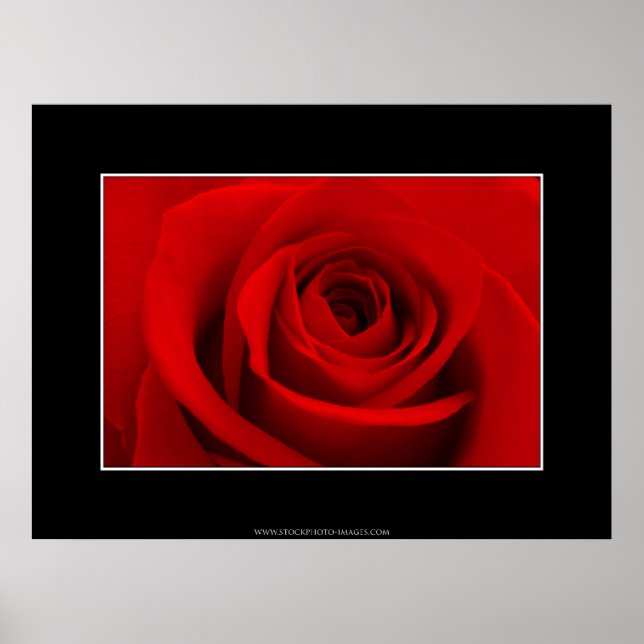 Poster Rose rouge (Devant)