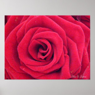 Poster Rose rouge