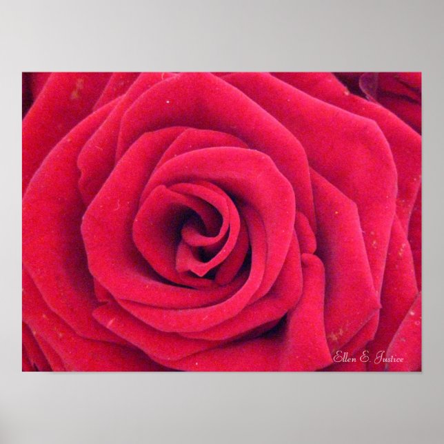 Poster Rose rouge (Devant)