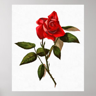 Poster Rose rouge à tige simple artistique