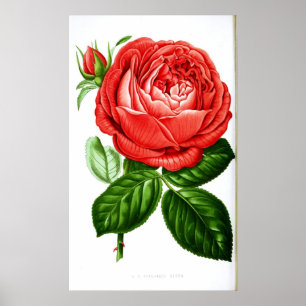 Poster Rose rouge Art vintage