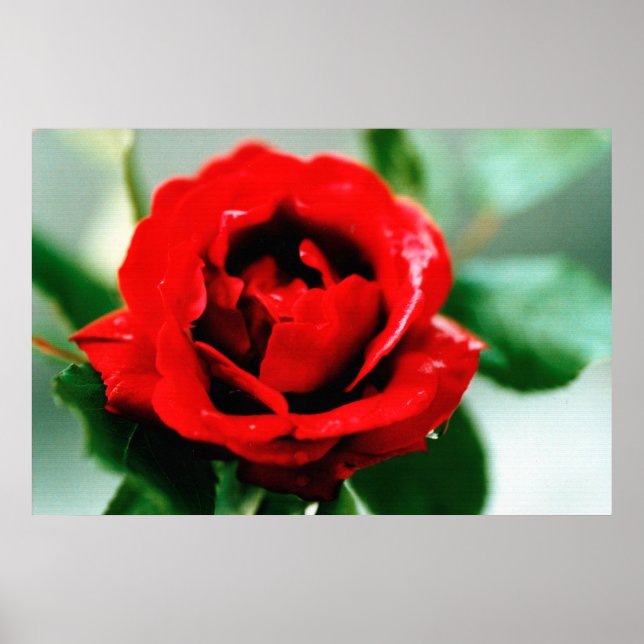 Poster Rose rouge avec gouttes de ragoût (Devant)
