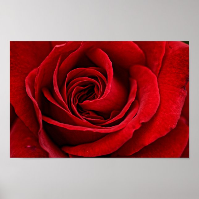 Poster Rose rouge brillante près (Devant)