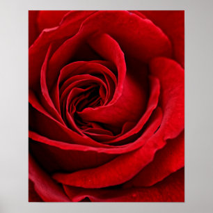 Poster Rose rouge brillante près