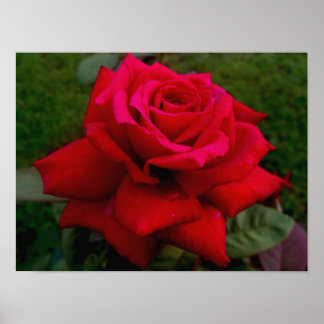 Poster Rose rouge clair