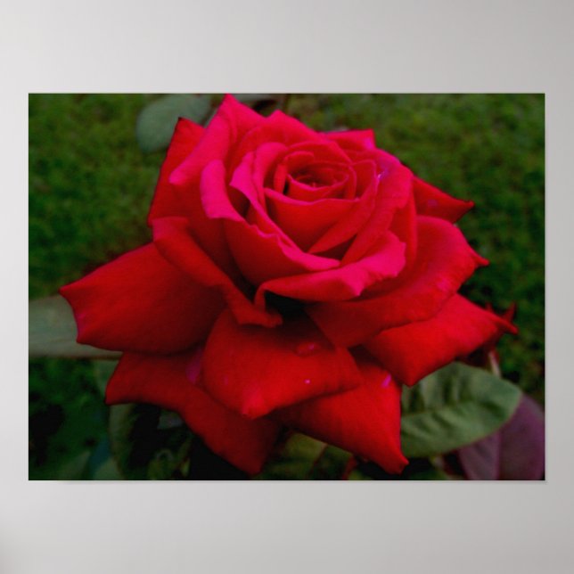 Poster Rose rouge clair (Devant)