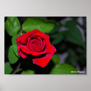 Poster Rose Rouge Cramoisi