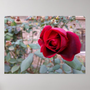 Poster Rose rouge d'automne