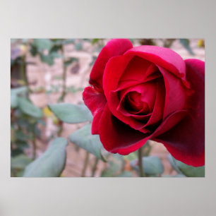 Poster Rose rouge d'automne