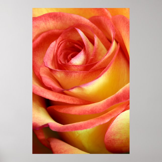 Poster rose rouge et jaune (Devant)