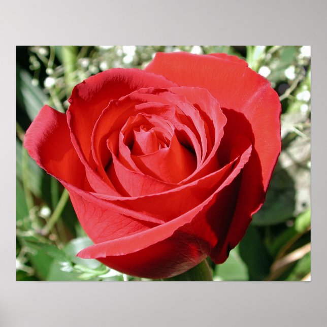 Poster Rose rouge fermer l'impression (Devant)