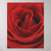 Rose rouge florissante