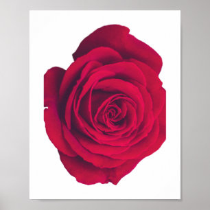 Poster Rose rouge grande face droite