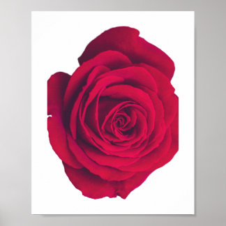 Poster Rose rouge grande face droite
