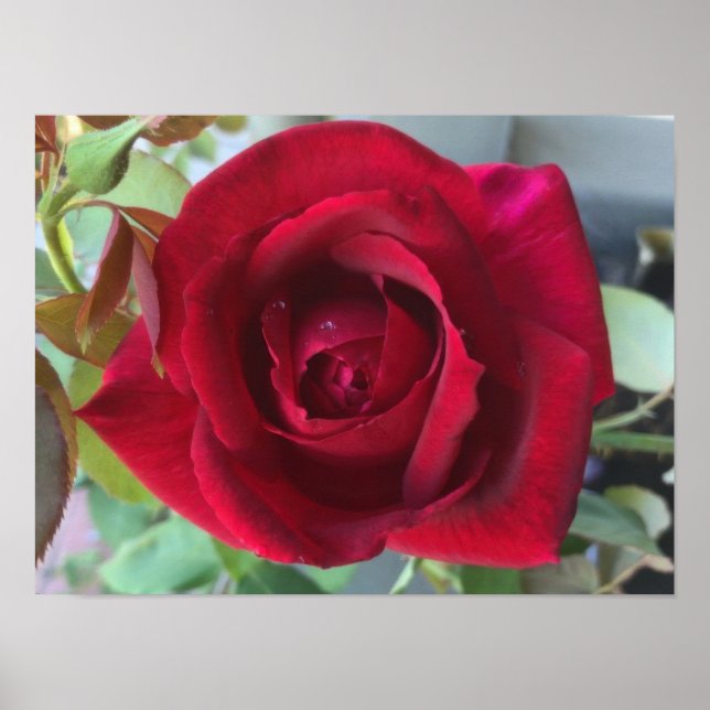 Poster Rose Rouge Macro (Devant)