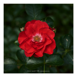 Poster Rose rouge P6568