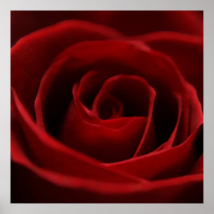 Poster Rose rouge placide