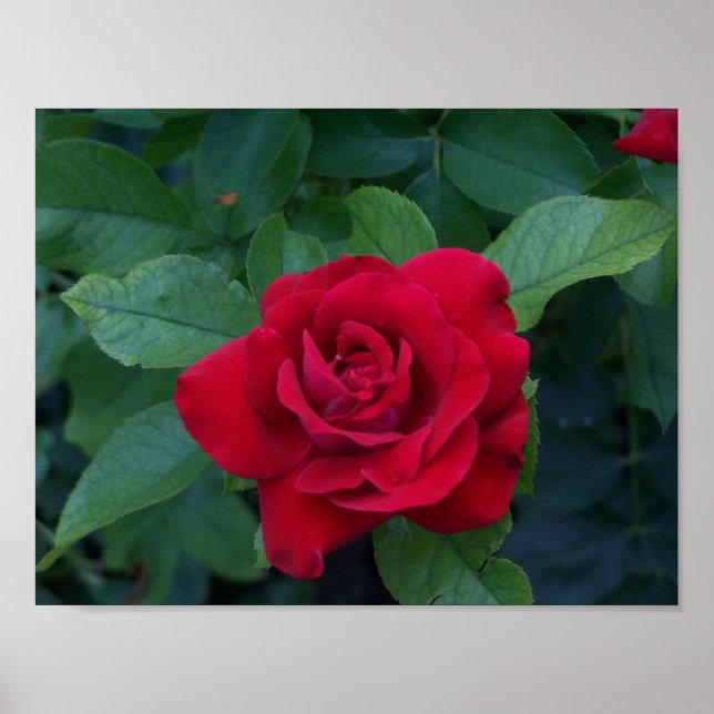 Poster Rose rouge proche (Devant)