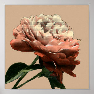 Poster Rose rouge rouge avec les accents blancs