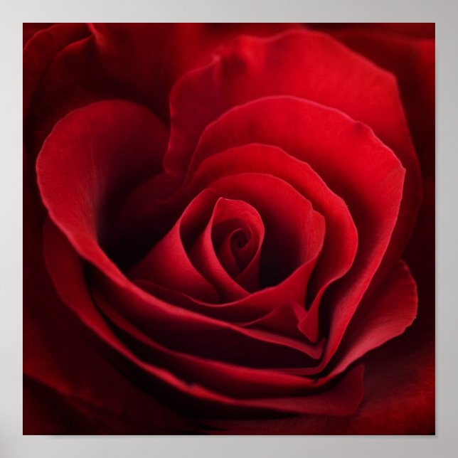 Poster Rose rouge Valentine (Devant)