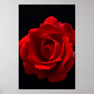Poster Rose rouge wapm