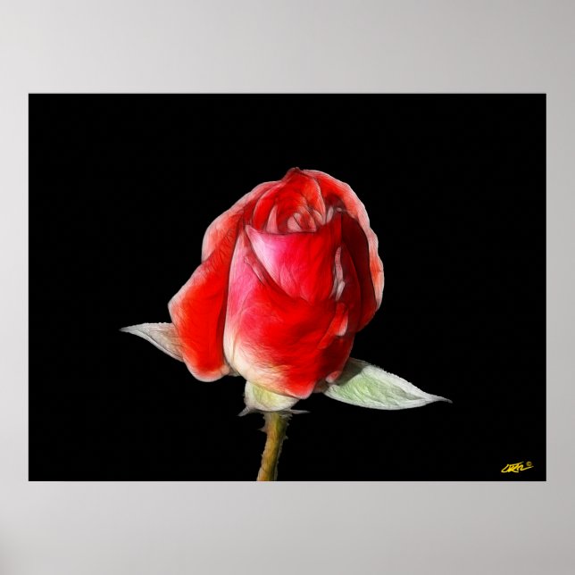 Poster Rose sanguin (Devant)
