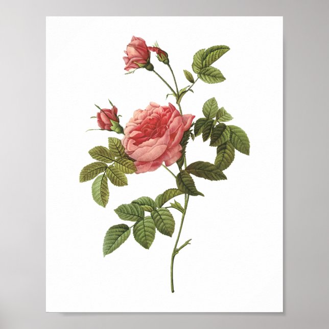 Poster rose sans épines (Rosa inermis) par Redouté (Devant)