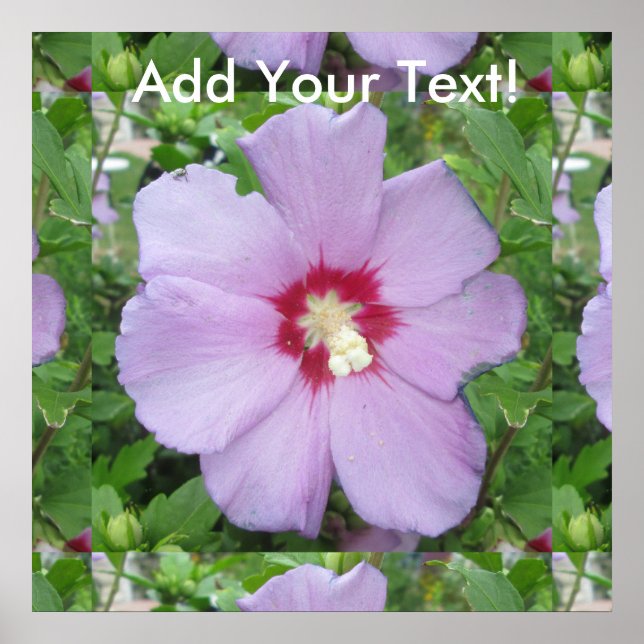 Poster Rose Sharon Purple Red (Devant)