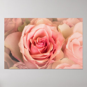 Poster Rose souple