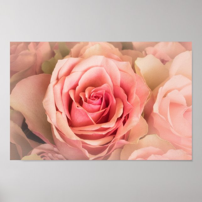 Poster Rose souple (Devant)
