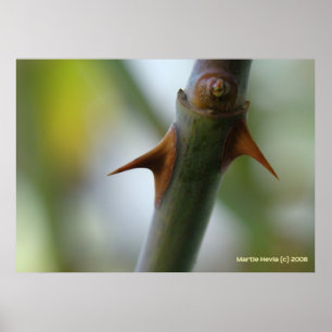 Poster Rose Thorns