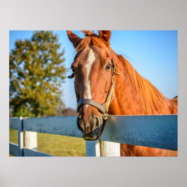 Poster Rose Twilight | Thoroughbred Race Horse (Devant)