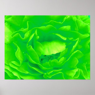 Poster Rose vert