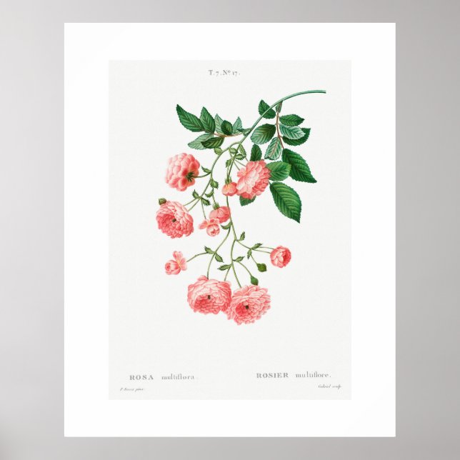 POSTER ROSE vintage EN BOTANIQUE (Devant)
