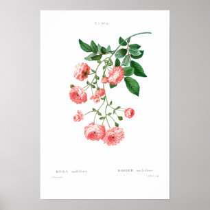 POSTER ROSE vintage EN BOTANIQUE