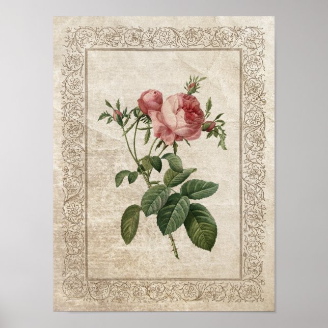 Poster Rose vintage III Botanique (Devant)