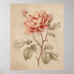 Poster Rose Vintage Nature Lover