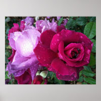 Poster Rose violet