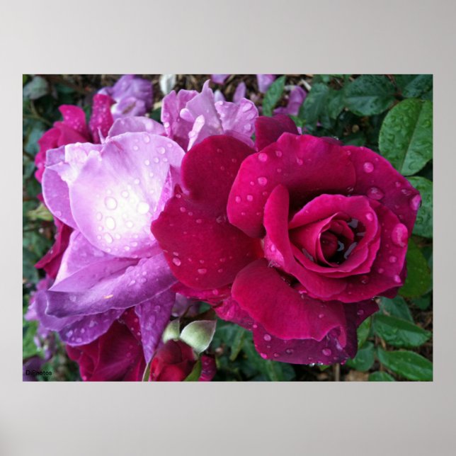 Poster Rose violet (Devant)