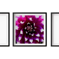 Rose violet Dahlia photo