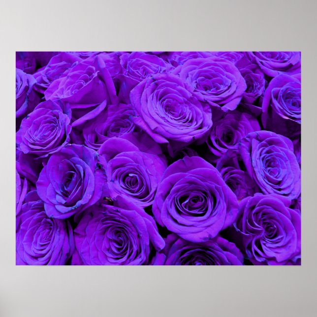 Poster Rose violet, fleurs violettes violettes (Devant)