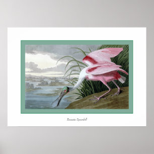 Poster Roseate Spoonbill