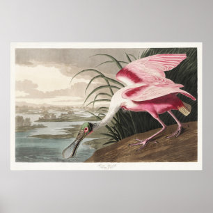 Poster Roseate Spoonbill Art Vintage Audubon