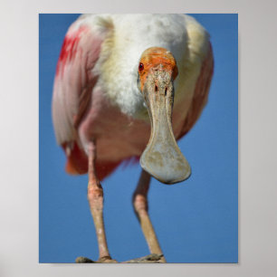 Poster Roseate Spoonbill with its big beak 