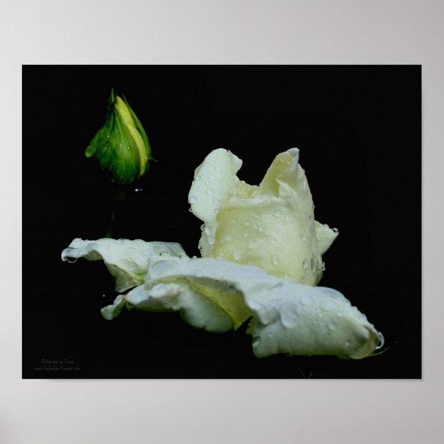 Poster Rosebud Blanc Avec Fleur De Pluies (Devant)