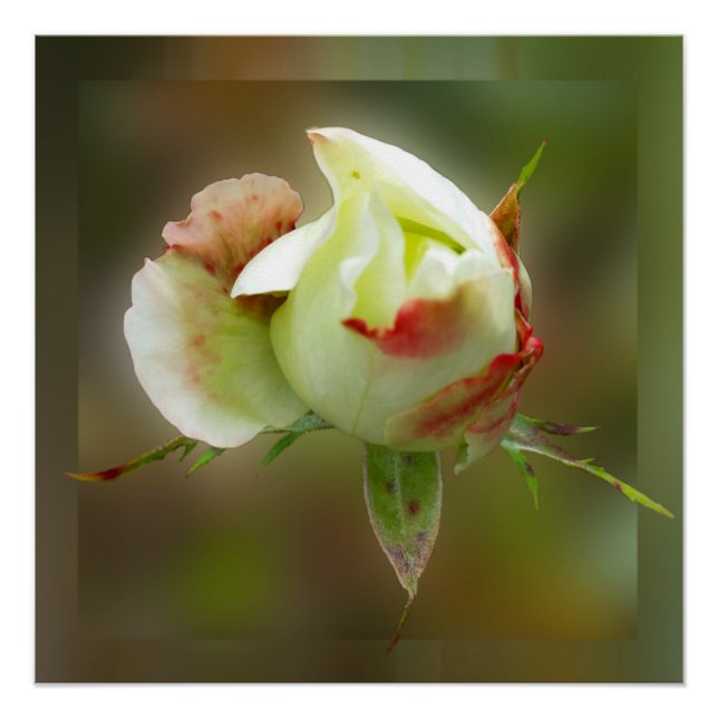 Poster rosebud brillant (Devant)