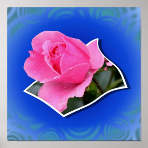 Poster Rosebud Rose Fleurit De L'Art Des Limites