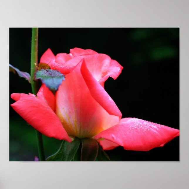 Poster Rosebud Rose Intense Et Arroses (Devant)