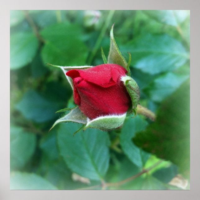 Poster rosebud rouge (Devant)